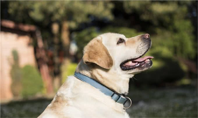 狗狗语言能力多强?研究出炉：能听懂「母语和废话」