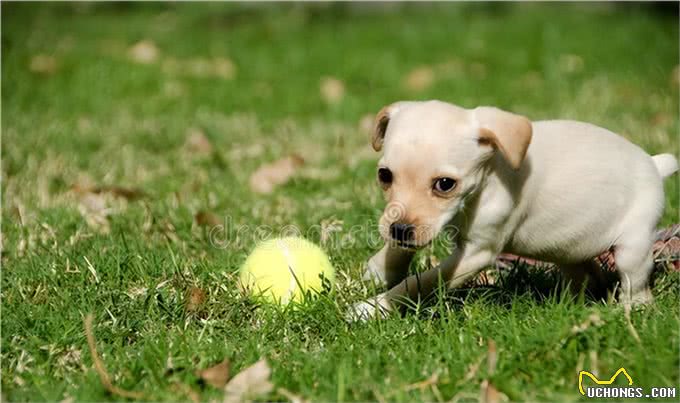 狗狗语言能力多强?研究出炉：能听懂「母语和废话」