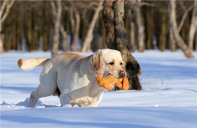 狗狗语言能力多强?研究出炉：能听懂「母语和废话」