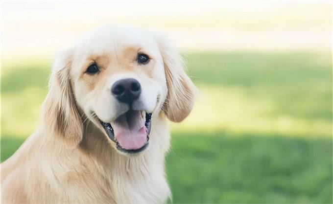 狗狗语言能力多强?研究出炉：能听懂「母语和废话」