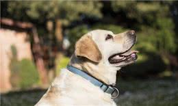 狗狗语言能力多强?研究出炉：能听懂「母语和废话」