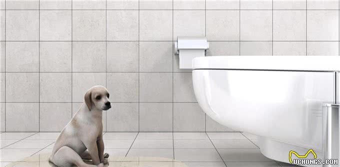 轻松五步法：训练狗狗自行在指定区域如厕