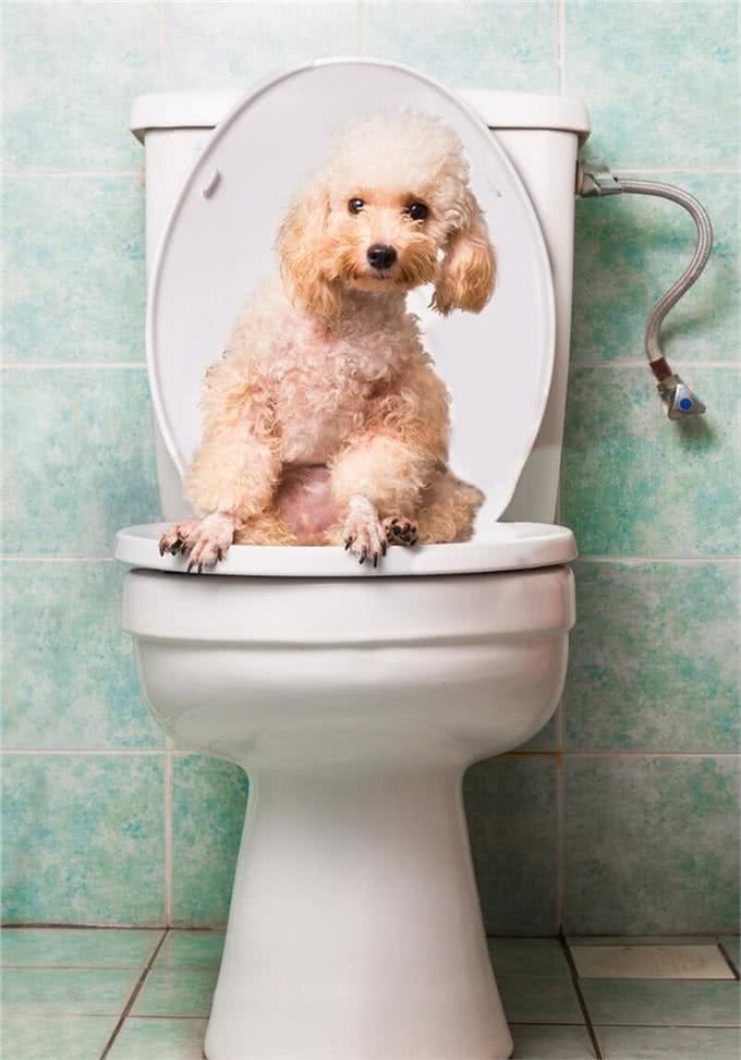 轻松五步法：训练狗狗自行在指定区域如厕