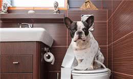 轻松五步法：训练狗狗自行在指定区域如厕