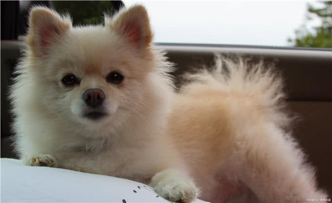 博美幼犬狗粮品种很多，从这些方面出发，才能选到优质狗粮