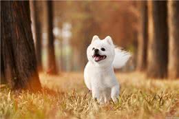 博美幼犬狗粮品种很多，从这些方面出发，才能选到优质狗粮