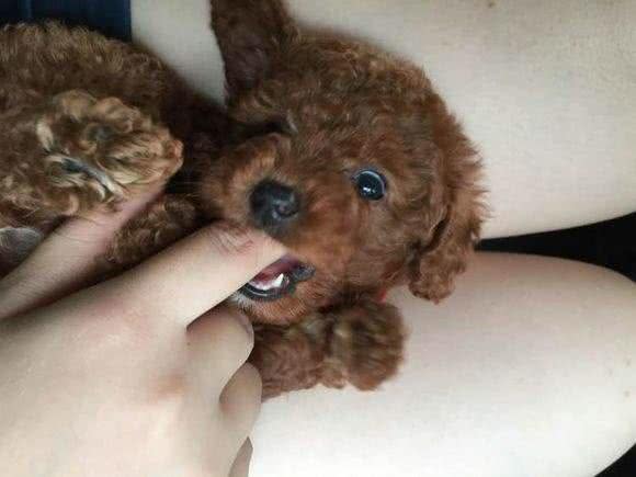 狗狗咬人怎么办?6个小步骤轻松解决!