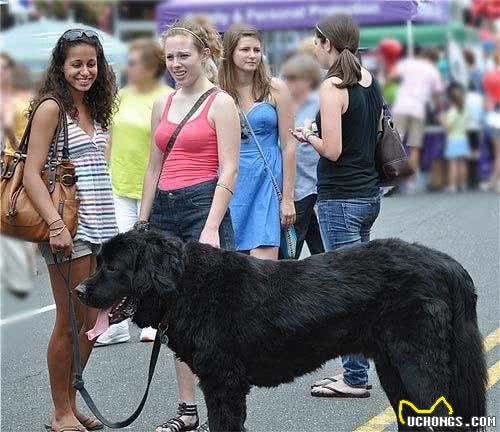 狗狗咬人怎么办?6个小步骤轻松解决!