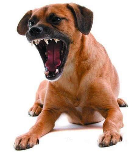 狗狗咬人怎么办?6个小步骤轻松解决!