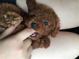 狗狗咬人怎么办?6个小步骤轻松解决!