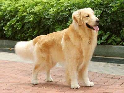 世界三大无攻击性犬之最:金毛寻回犬人类最佳导盲犬