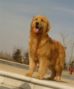 世界三大无攻击性犬之最:金毛寻回犬人类最佳导盲犬