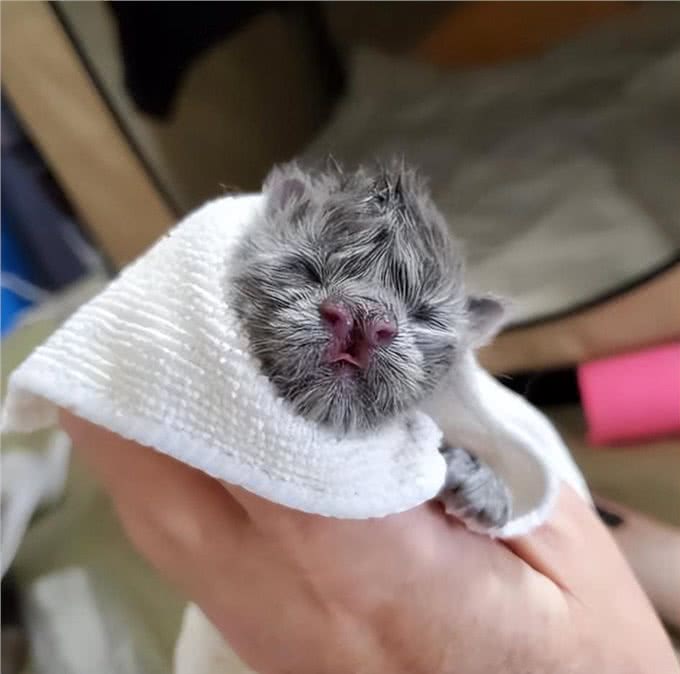 小猫因样貌特殊被丢弃，长大后却像神兽，超霸气