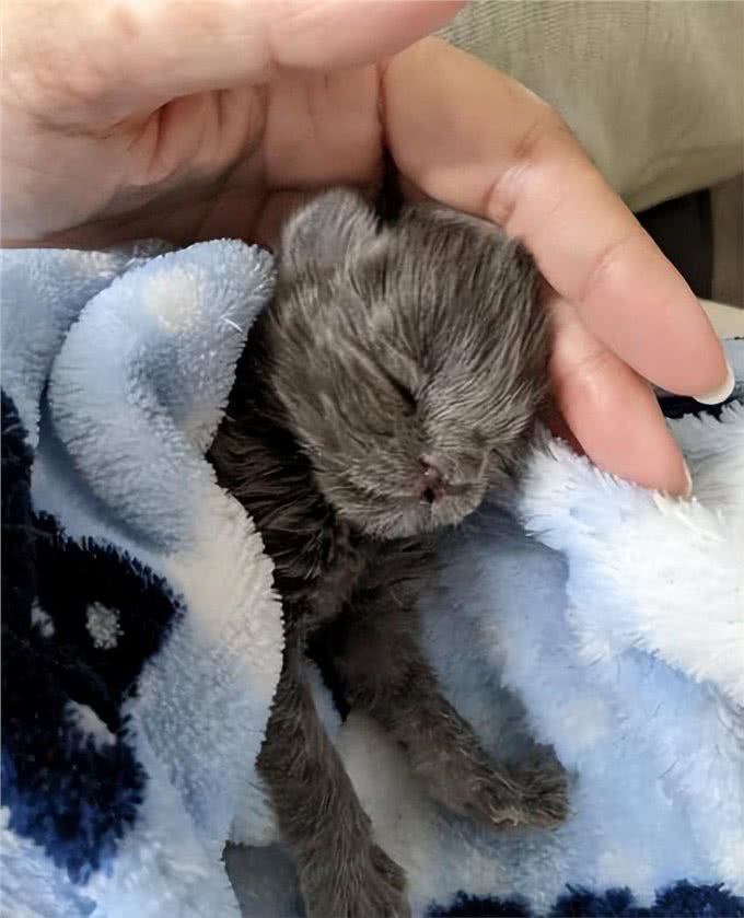 小猫因样貌特殊被丢弃，长大后却像神兽，超霸气