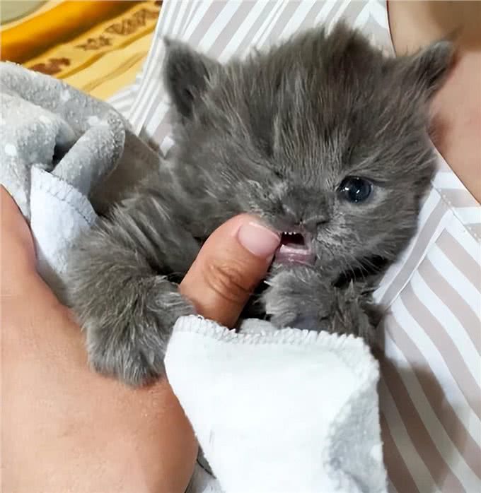 小猫因样貌特殊被丢弃，长大后却像神兽，超霸气