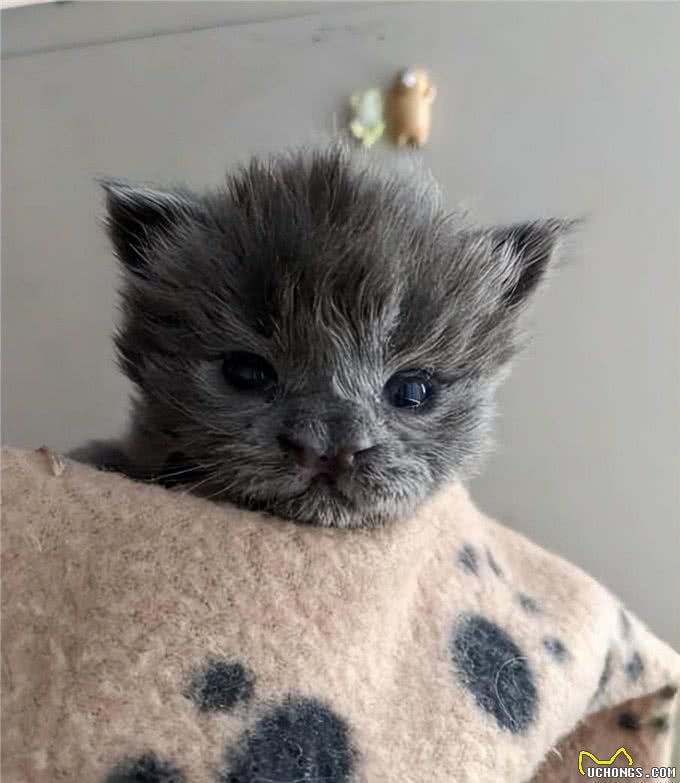 小猫因样貌特殊被丢弃，长大后却像神兽，超霸气