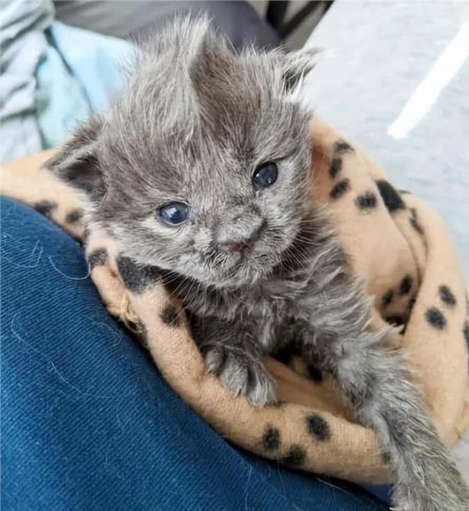 小猫因样貌特殊被丢弃，长大后却像神兽，超霸气