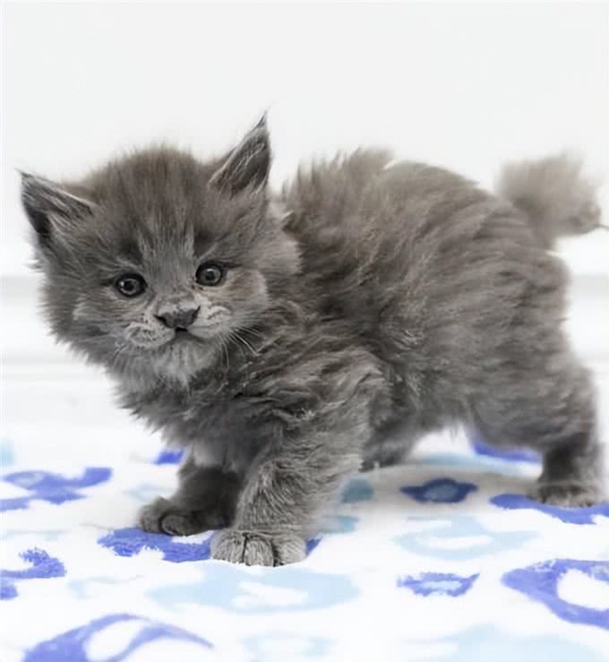 小猫因样貌特殊被丢弃，长大后却像神兽，超霸气