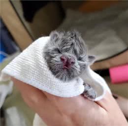 小猫因样貌特殊被丢弃，长大后却像神兽，超霸气