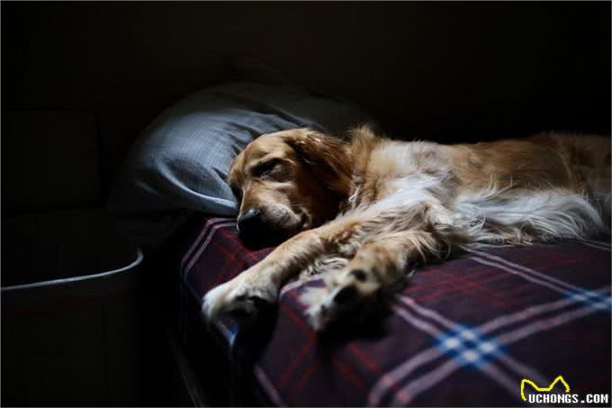 对狗狗来说,能上床睡觉,意味着这些事情