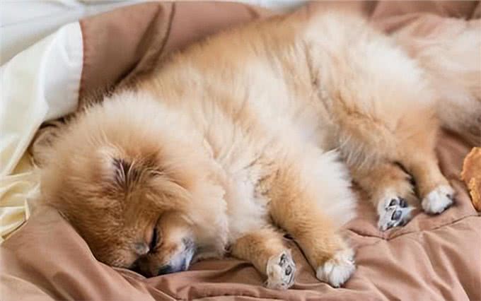 对狗狗来说,能上床睡觉,意味着这些事情
