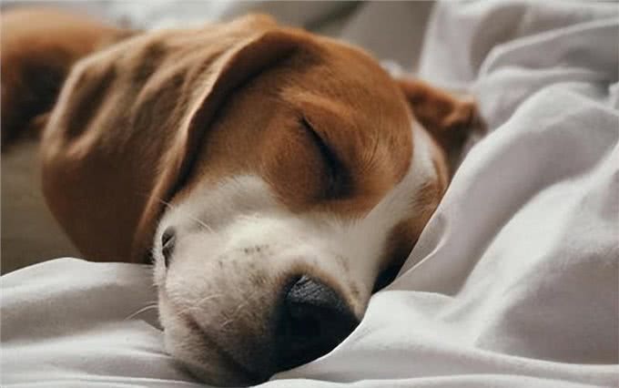 对狗狗来说,能上床睡觉,意味着这些事情