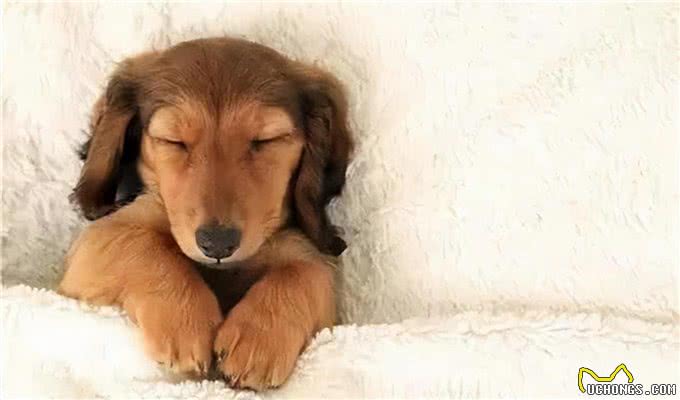 对狗狗来说,能上床睡觉,意味着这些事情