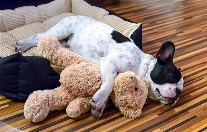 对狗狗来说,能上床睡觉,意味着这些事情