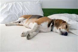 对狗狗来说，能上床睡觉，意味着这些事情