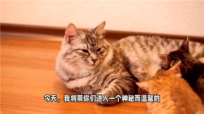揭秘短尾猫交配:温柔缠绵的舞蹈