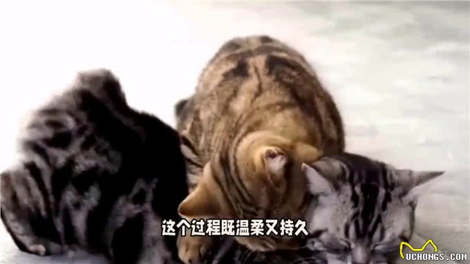 揭秘短尾猫交配:温柔缠绵的舞蹈