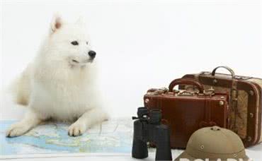 你见过小狗翻肠子吗?对于狗狗来说可能会危机生命，请不要大意!