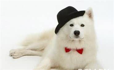 你见过小狗翻肠子吗?对于狗狗来说可能会危机生命，请不要大意!