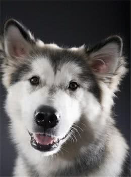 你见过小狗翻肠子吗?对于狗狗来说可能会危机生命，请不要大意!