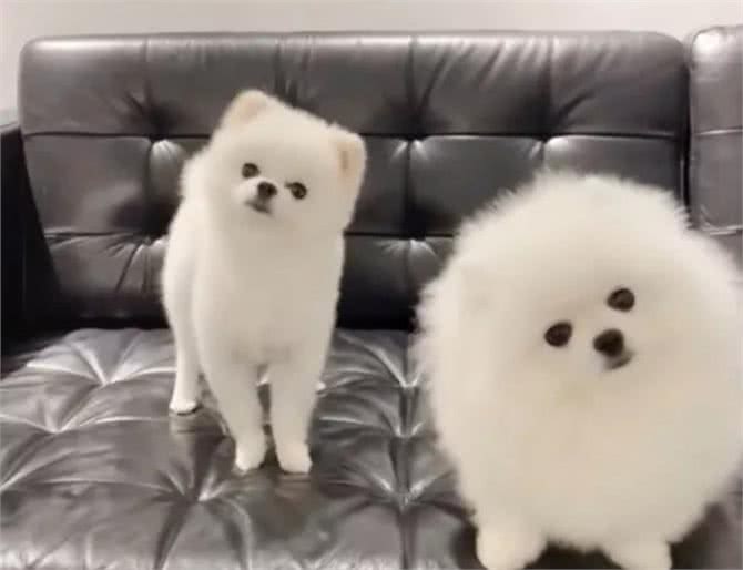 狗狗常做的10个动作含义