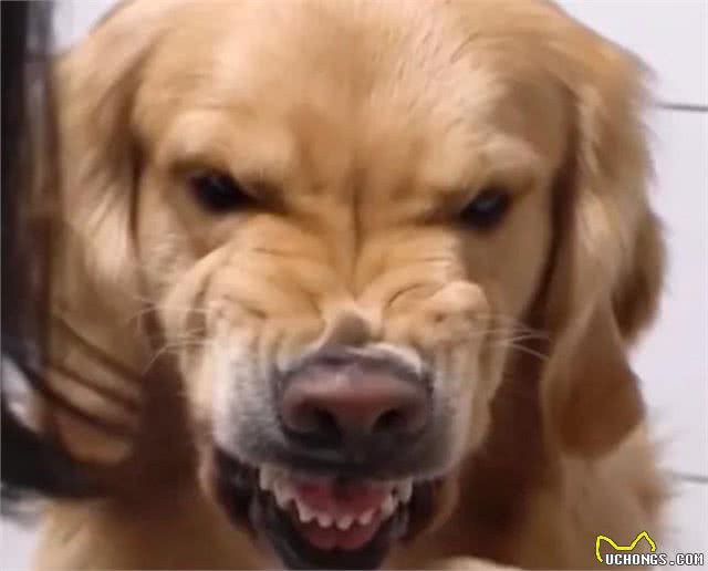 狗狗常做的10个动作含义