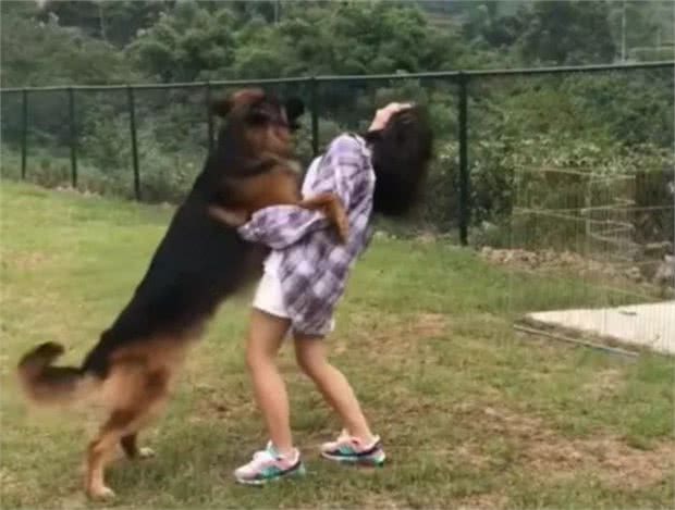 狗狗常做的10个动作含义