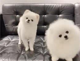 狗狗常做的10个动作含义