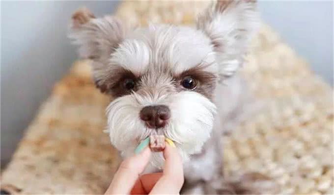 让狗狗馋得流口水的3款零食，你选对了吗?