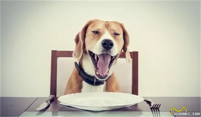 让狗狗馋得流口水的3款零食，你选对了吗?