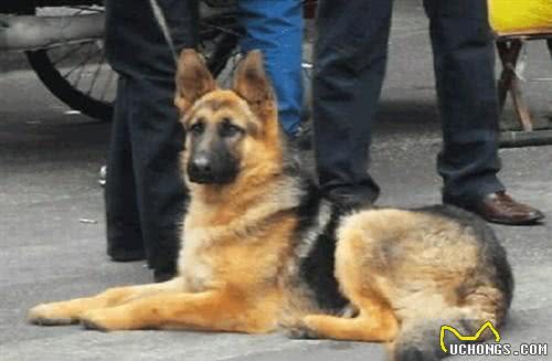 连云港发布城区禁养犬及范围通告!46种犬不能养!