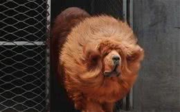 连云港发布城区禁养犬及范围通告!46种犬不能养!