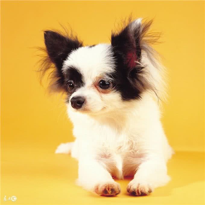 教你几招解决狗狗身上烦人的跳蚤!