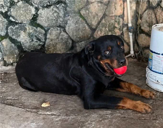 主人跟踪狗子的GPS，却意外发现了它的双面狗生