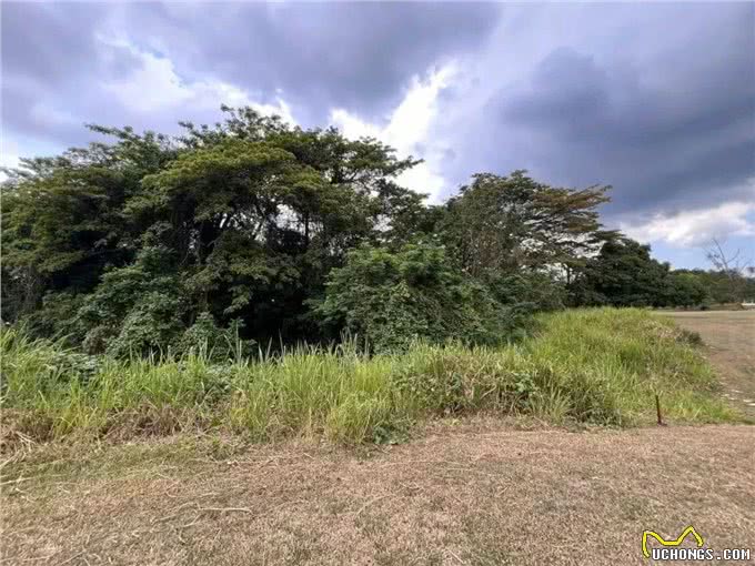 主人跟踪狗子的GPS，却意外发现了它的双面狗生