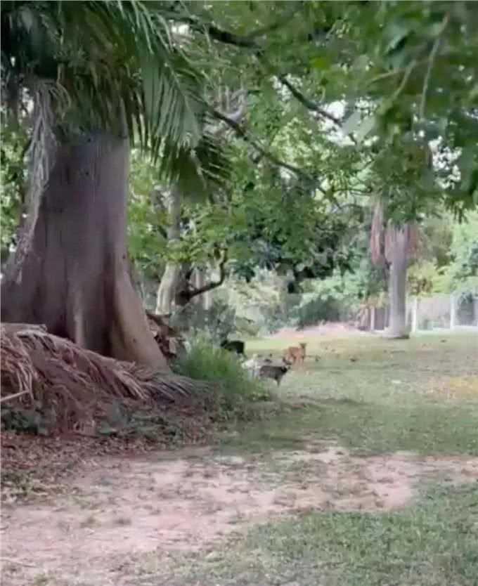 主人跟踪狗子的GPS，却意外发现了它的双面狗生