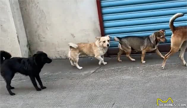 主人跟踪狗子的GPS，却意外发现了它的双面狗生