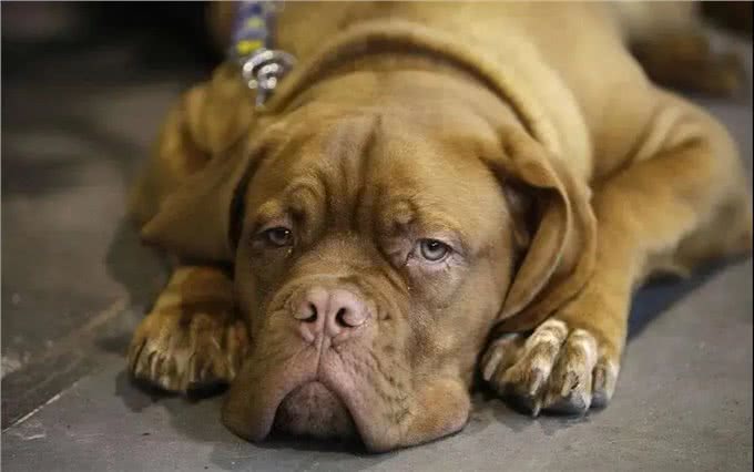 老年狗狗喂养指南，一定要注意这四点