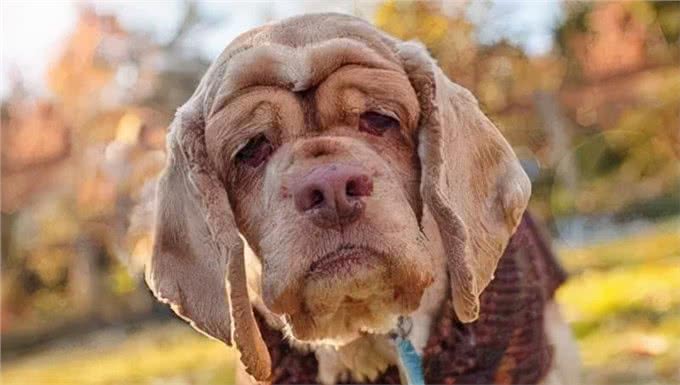 老年狗狗喂养指南，一定要注意这四点