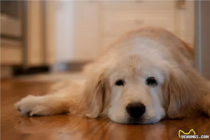 老年狗狗喂养指南，一定要注意这四点